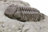 Partial Trilobite (Eldredgeops) Fossil - Ohio #221148-3